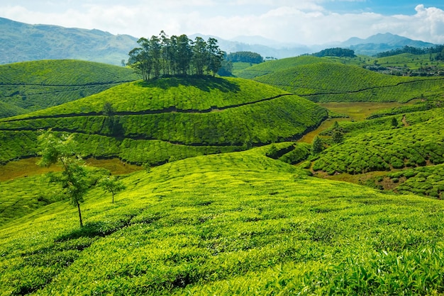 Plantaciones de té en la India