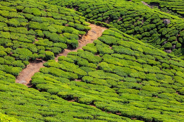 Plantaciones de té, india