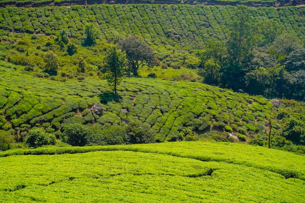 Plantaciones de té en la india