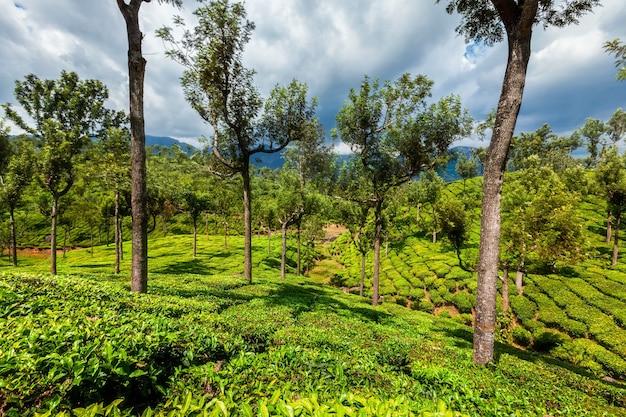 Plantaciones de té en las montañas