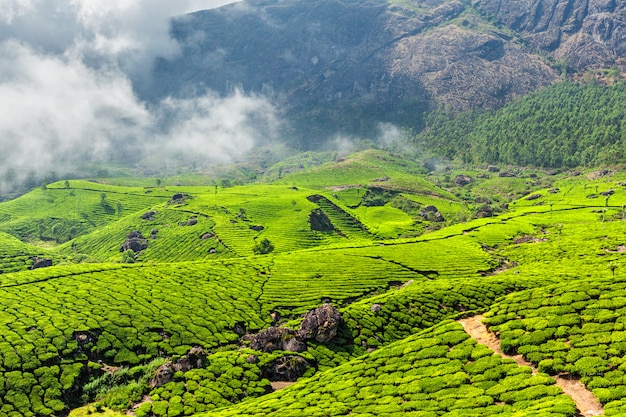 Plantaciones de té, Munnar, estado de Kerala, India