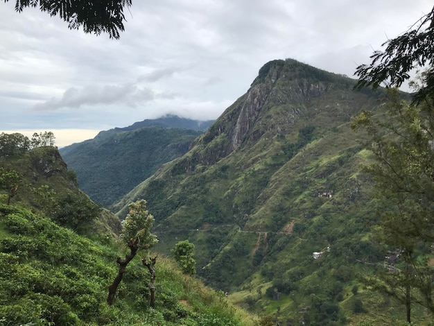 Plantaciones de té en Sri Lanka