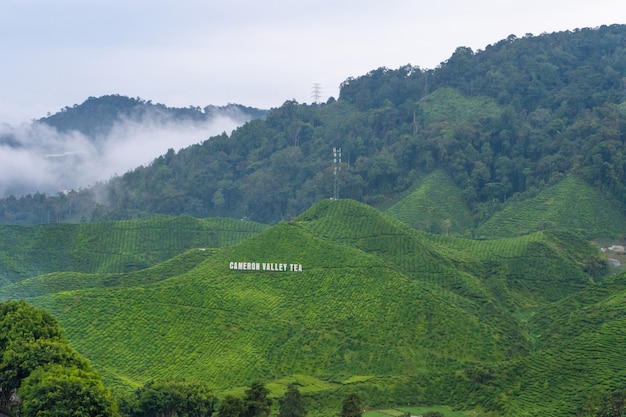 Plantaciones de té verde en las colinas del altiplano. El mejor té crece en climas húmedos y brumosos en lo alto de las montañas. Cameron Highlands, Malasia - 17.06.2020