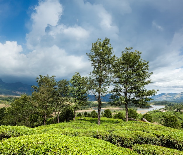 Plantaciones de té verde en Munnar, Kerala, India