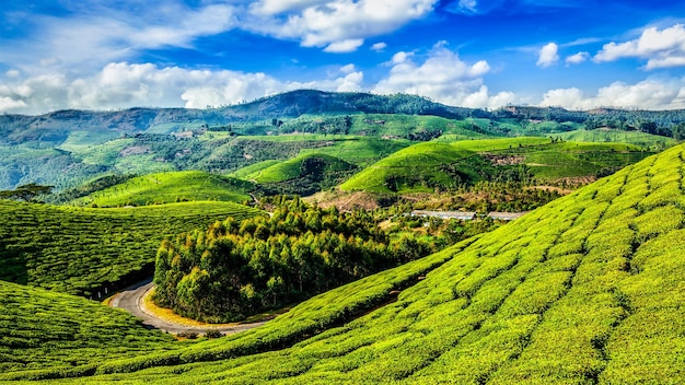 Plantaciones de té verde en Munnar, Kerala, India