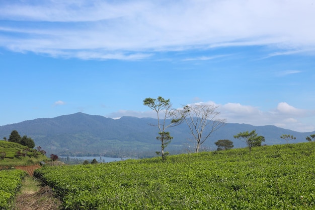 Plantaciones de té con vistas a la montaña y al lago bajo el cielo azul en el distrito de Bandung Java Occidental Indo