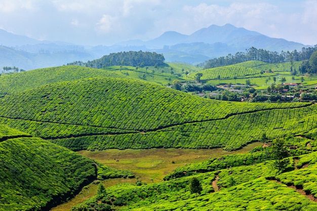 plantaciones de té