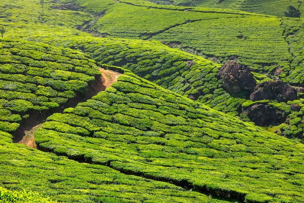 plantaciones de té