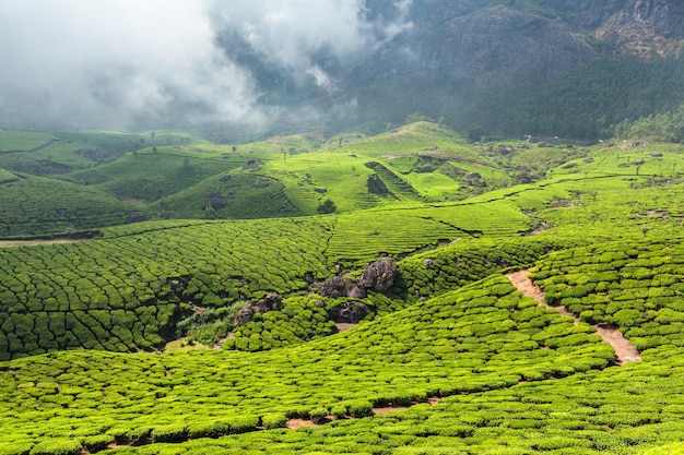 Plantaciones de té