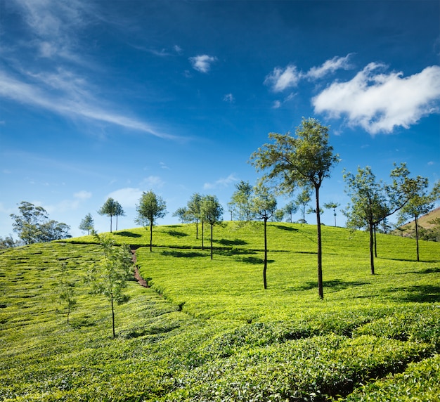 Plantaciones de te