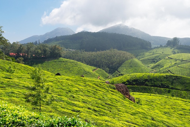 plantaciones de té