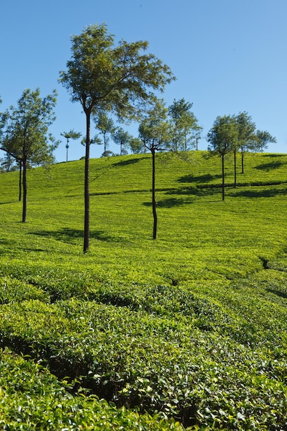 plantaciones de té