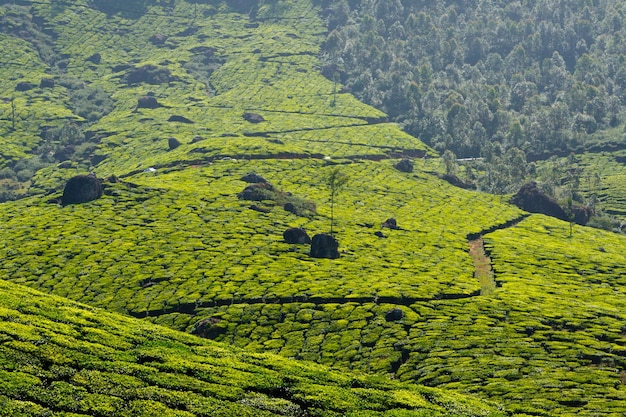 plantaciones de té