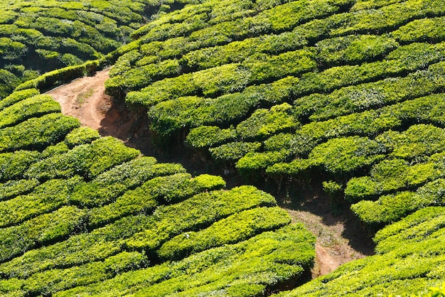 plantaciones de té