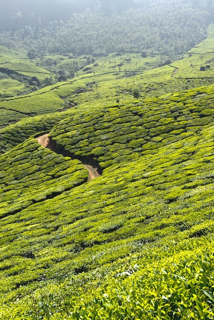 plantaciones de té