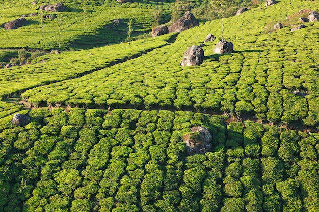 plantaciones de té