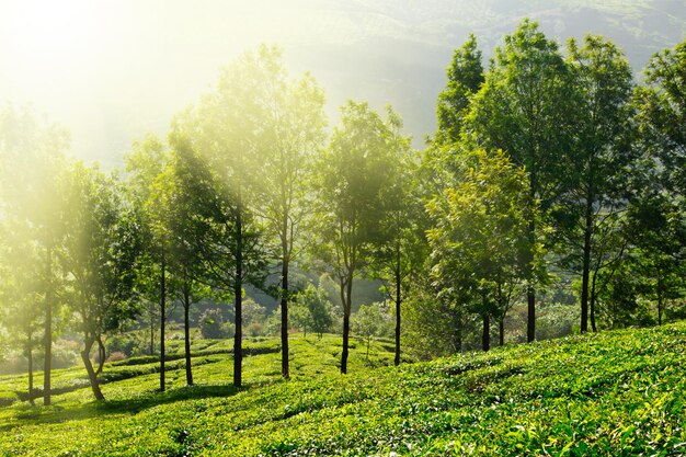 plantaciones de té