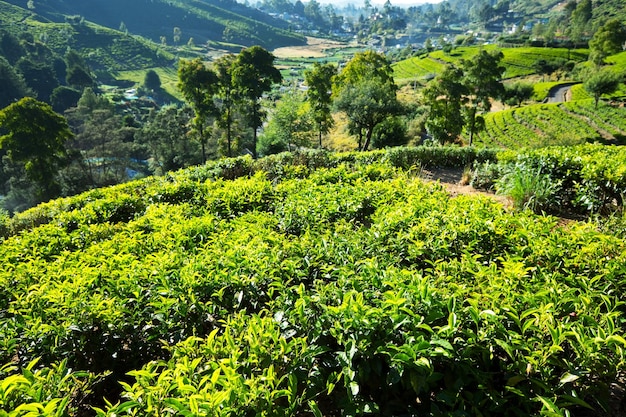 Plantaciones de té