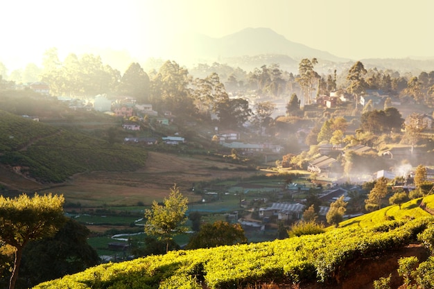 Plantaciones de té