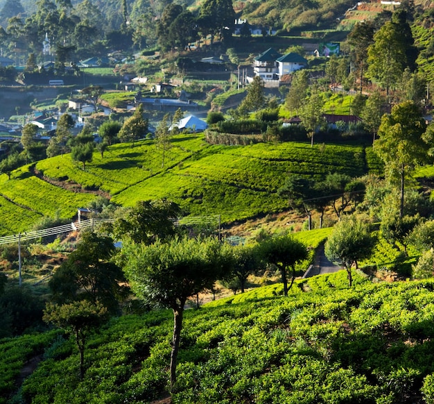 Plantaciones de té