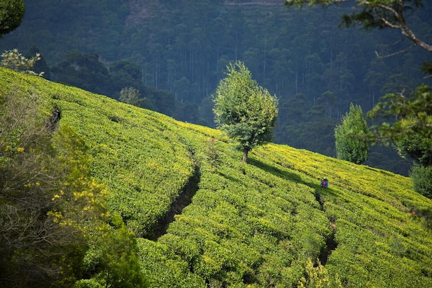 Plantaciones de té