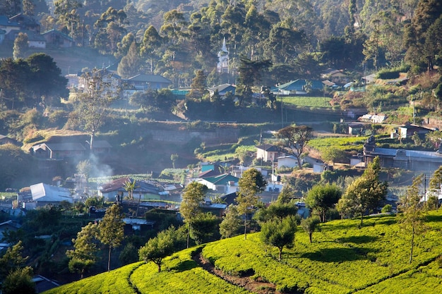 Plantaciones de té