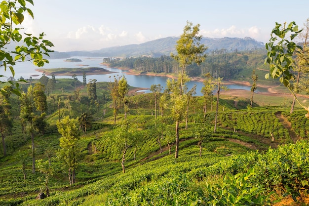 Plantaciones de té