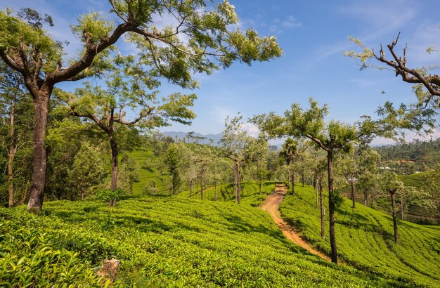 Plantaciones de té