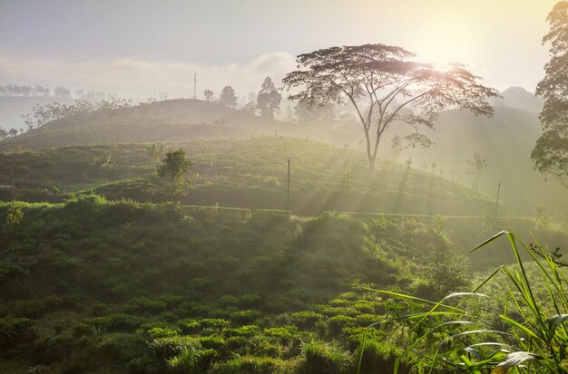 Plantaciones de té