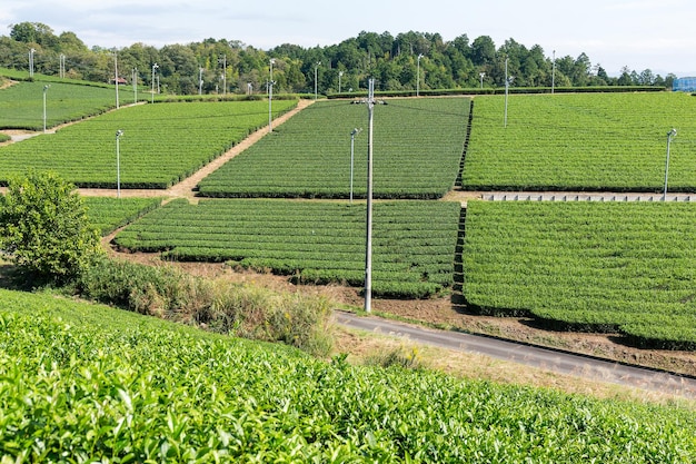 Plantaciones de té