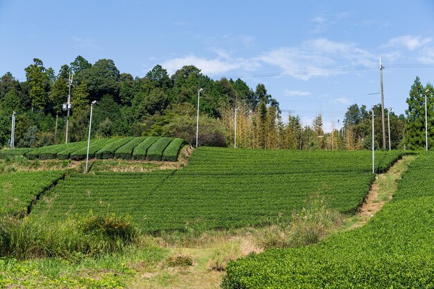 Plantaciones de té