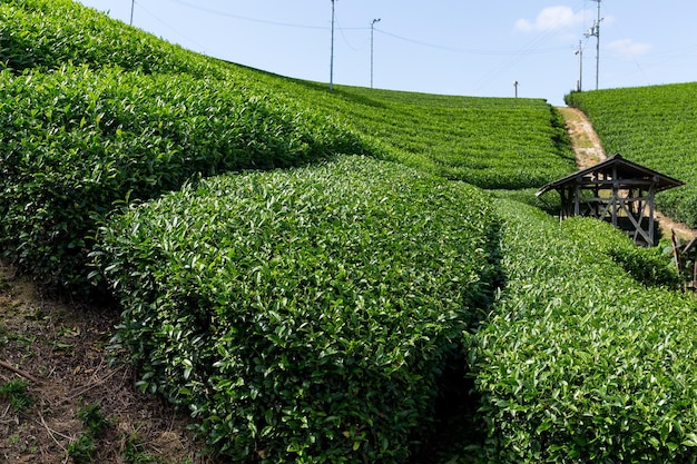 Plantaciones de té