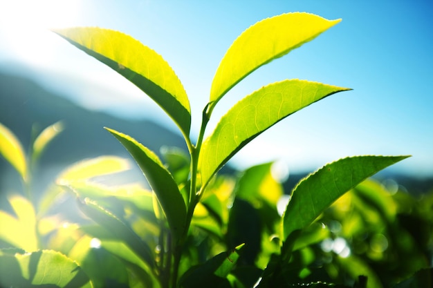 Plantaciones de té