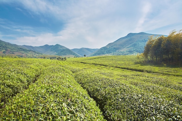 Plantaciones de té