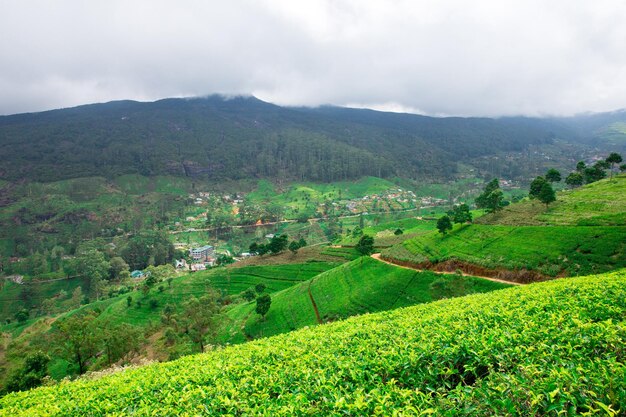 Plantaciones de té