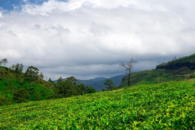 Plantaciones de té