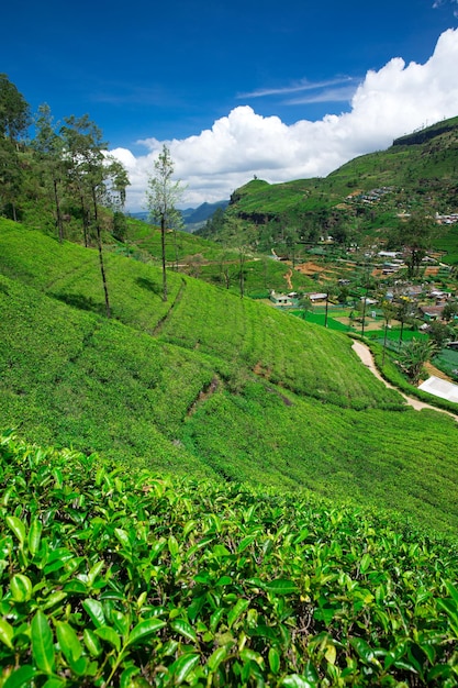 Plantaciones de té