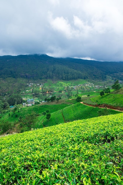 Plantaciones de té