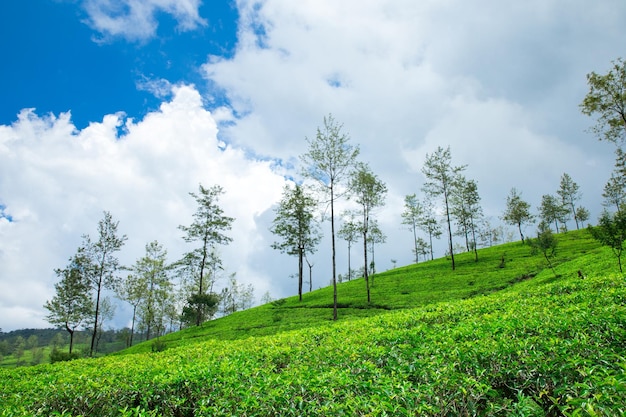 Plantaciones de té