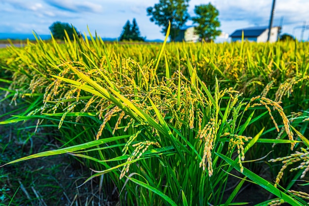 Plantações de arroz em um campo com uma casa ao fundo