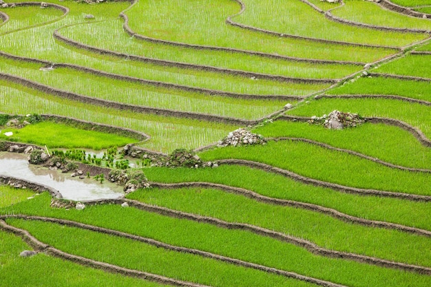 Plantações de arroz Vietnã