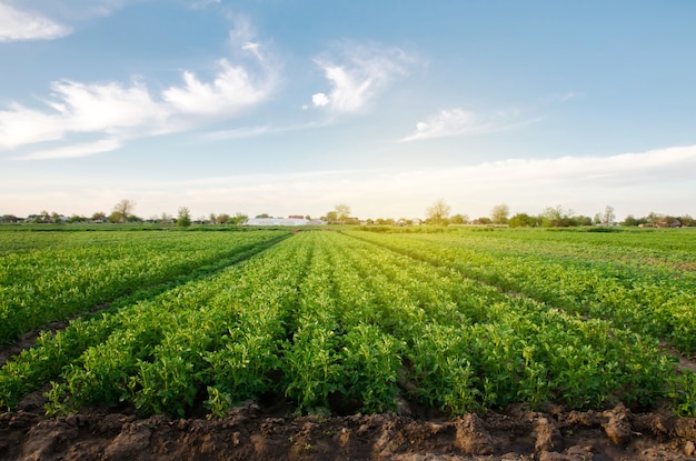 Plantações de batatas crescem no campo em um dia ensolarado de primavera