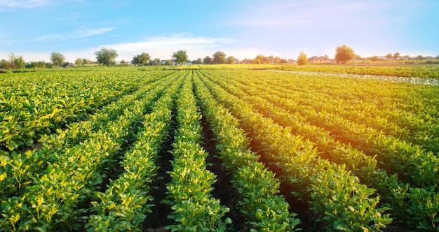 Plantações de batatas crescem no campo fileiras de legumes agricultura paisagem agrícola