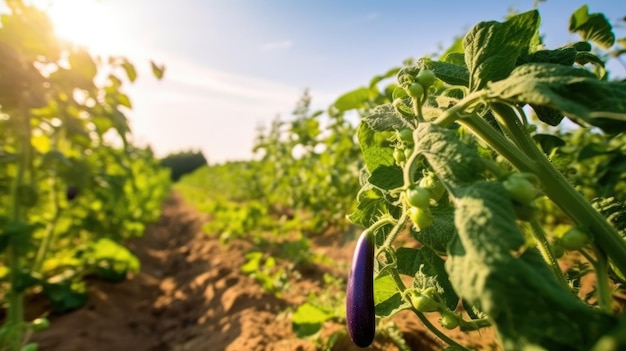 plantações de berinjela biológica num campo europeu