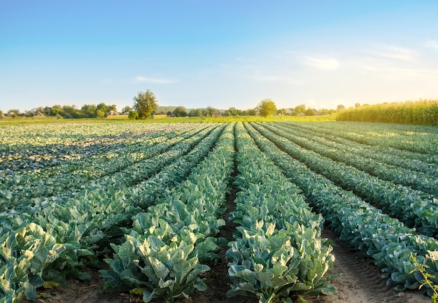 Plantações de brócolis à luz do pôr do sol no campo couve-flor cultivo de vegetais orgânicos