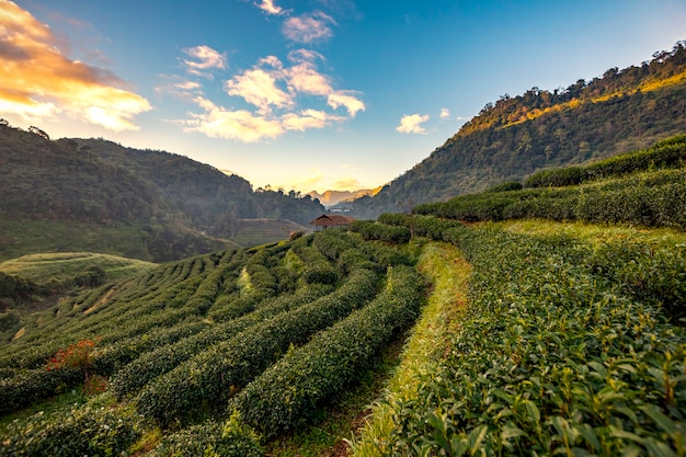 Plantações de chá da manhã nas montanhas