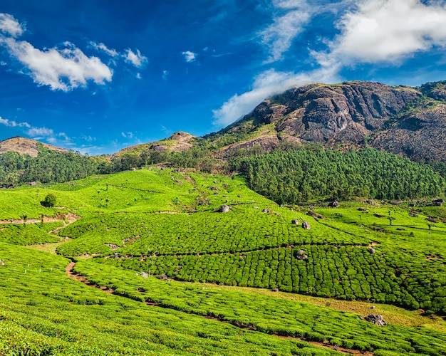 Plantações de chá, Munnar, estado de Kerala, Índia