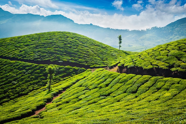 Plantações de chá. Munnar, Kerala