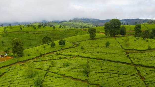 Foto plantações de chá nas encostas de uma província montanhosa paisagem de propriedade de cháuwara eliya sri lanka