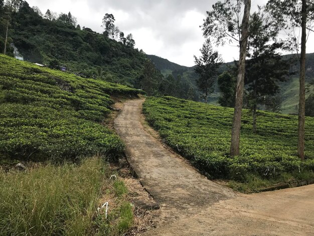 Plantações de chá no sri lanka Foto de alta qualidade